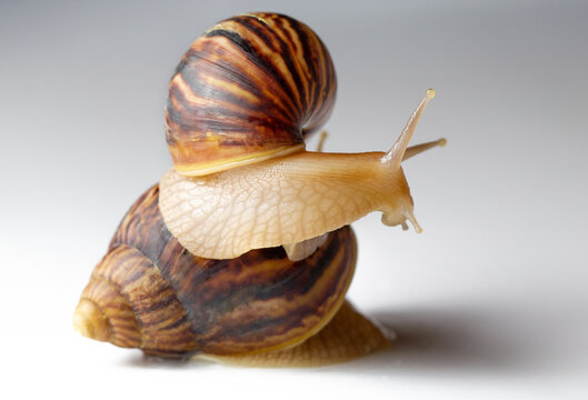 Giant African snail Achatina on white background. Two achatina snail baby close up macro. Tropical snail Achatina fulica with shell.