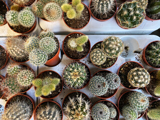 Top view of small cactus plants