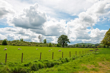 vineyard in region country