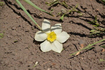 Daffodil is a very ancient flower, which is associated with many legends