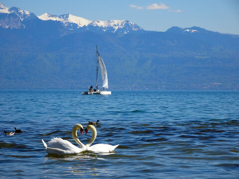 Heartshaped swans on the Geneva Lake