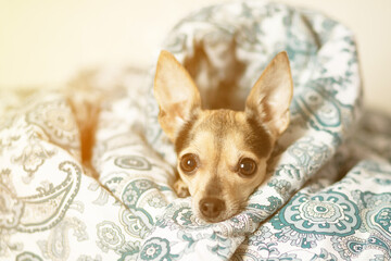 dog wake up,lies under the blanket, cute funny puppy