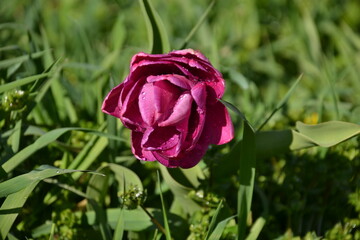 summer season of tulips. Beautiful pink tulip blooming in the garden with vada drops