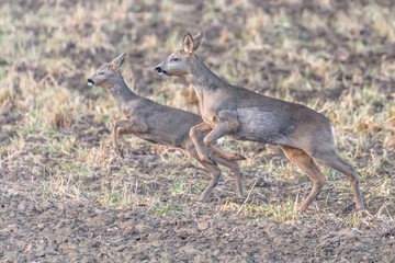Wild roe deer in the field