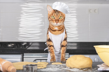 Charming domestic cat bakes cookies in the kitchen.