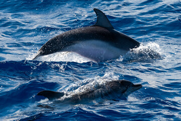 Ponta Delgada, Portugal - August 22, 2021
Dolphins
