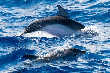 Ponta Delgada, Portugal - August 22, 2021
Dolphins