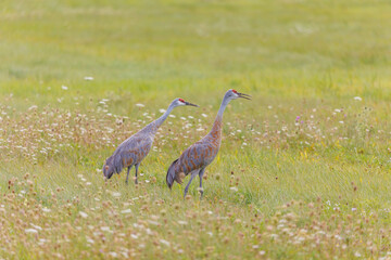 Sandhill cranes in flight for migration 
