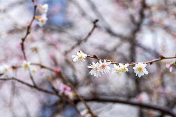 Blühende Winterkirsche