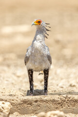 Secretary Bird in the Kgalagadi
