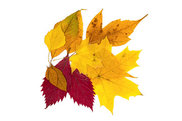 Set of autumn leaves on a white background