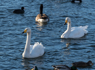A pair of Whooper swans in the bay Strömmen a winter day in Stockholm