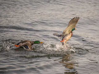 Mallards fighting on the frozen lake Mälaren a sunny and snowy winter day in Stockholm