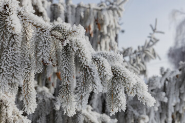 spruce branches in hoarfrost and snow on a frosty sunny morning, natural winter landscape