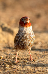 Red-headed Finch in the Kgalagadi