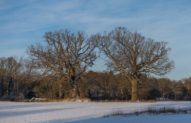 Old oak trees on a snowy meadow and an oak tree forest in the background on the island Kärsö a sunny day in Stockholm
