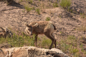 Fuzzy Sweet Bighorn Sheep Baby on a Summer Day