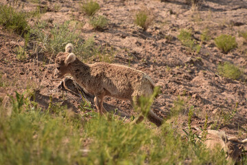 Baby Bighorn Sheep Walking up a Hill