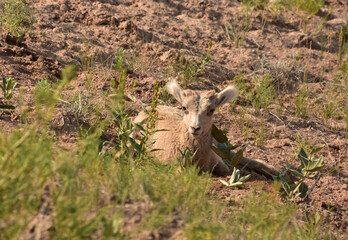 Resting Baby Bighorn Lamb on a Hot Summer Day