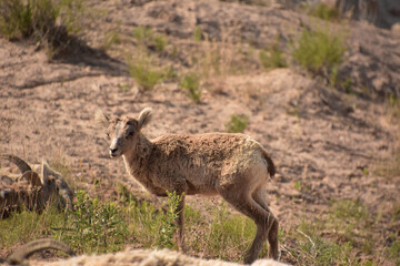 Naklejka na ściany i meble Precious Bighorn Sheep Lamb in the Badlands of South Dakota