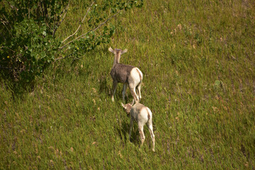 Backsides of Two Bighorn Sheep Lambs in the Badlands