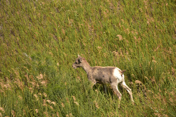 Very Cute Baby Bighorn Lamb Wandering in Tall Grass