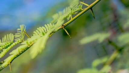 Prosopis velutina (veli maram or Outer tree), commonly known as velvet mesquite, is a small to medium-sized tree. It is a legume adapted to a dry, desert climate.