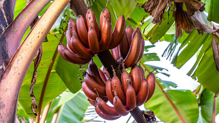 Red bananas are a group of varieties of banana with reddish-purple skin. Some are smaller and...