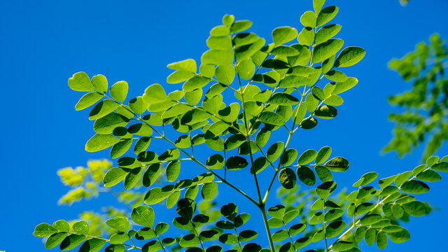 Moringa oleifera is a fast-growing, drought-resistant tree of the family Moringaceae, native to the Indian subcontinent. Common names include moringa, drumstick tree and horseradish tree.
