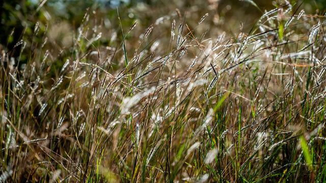 Heteropogon contortus is a tropical, perennial tussock grass and Nassella neesiana (also called Chilean needle grass, Chilean needlegrass, Chilean speargrass, spear grass, Uruguayan tussockgrass)