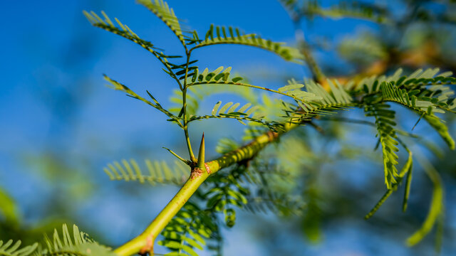 Prosopis velutina (veli maram or Outer tree), commonly known as velvet mesquite, is a small to medium-sized tree. It is a legume adapted to a dry, desert climate.