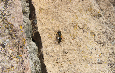 A fly specimen of the genus Eristalis similis