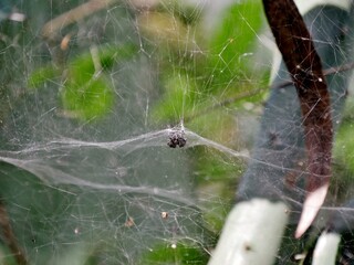 Insekt im Spinnenwebe