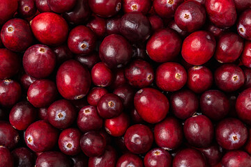 Red ripe cranberries background. Fresh organic wild berries texture macro. Antioxidant and vitamin healthy eating concepts. Ingredient for Thanksgiving and Christmas dishes. Full frame.
