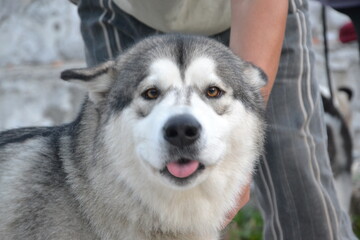Alaskan Malamute on vacation in the summer