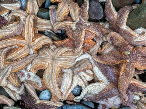 Hundreds of dead starfish washed ashore on blue pebbles at Coppet Hall beach, Saundersfoot, Pembrokeshire, UK. January 2022.