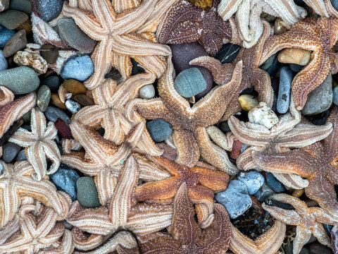 Hundreds of dead starfish washed ashore on blue pebbles at Coppet Hall beach, Saundersfoot, Pembrokeshire, UK. January 2022.
