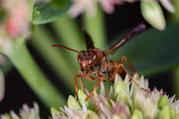 Northern Paper Wasp feeding on nectar from Sedum plant. Insect and wildlife conservation, habitat preservation, and backyard flower garden concept.