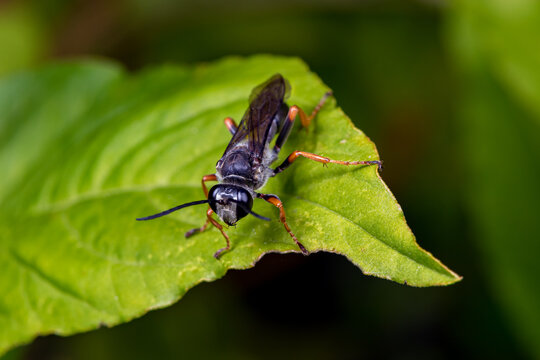 Spider wasp eating nectar from a plumed Celosia wildflower plant. Insect and wildlife conservation, habitat preservation, and backyard flower garden concept