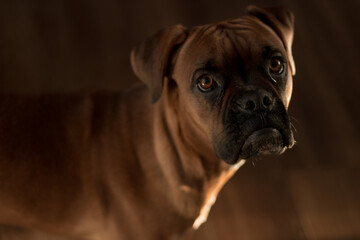 Boxer dog closeup