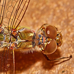 dragonfly on a flower