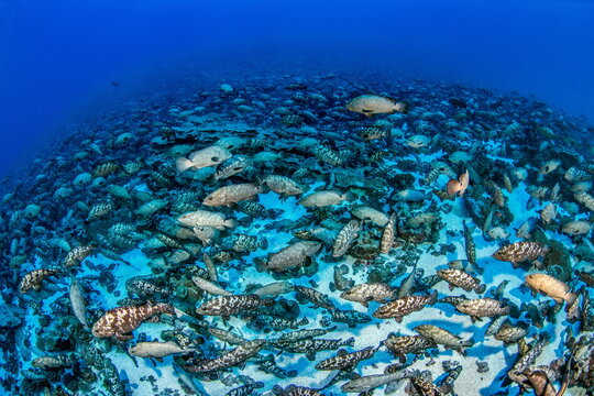 Marbled Grouper spawning Fakarava South Pass