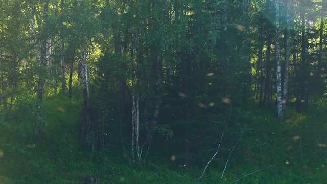 Abundance of midges, mosquitoes and other insects in the Siberian taiga