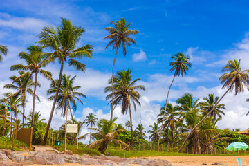 Obraz na płótnie Canvas Coconut trees on the edge of Busca Vida beach