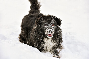black dog plays in the snow. dog face covered in snow