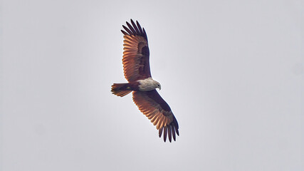  Brahminy Kite