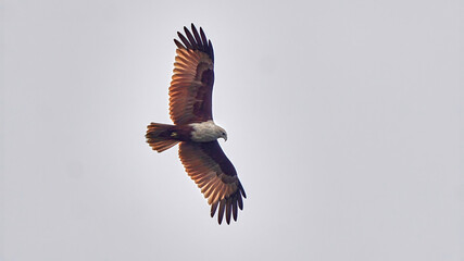  Brahminy Kite