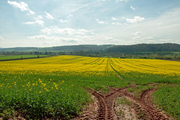 Yellow fields of summer.