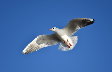 Sturmmöwe fliegt 