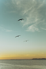 seagulls flying over the sea